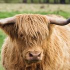 Westhighlandlonghorn_Portrait_MG_9472