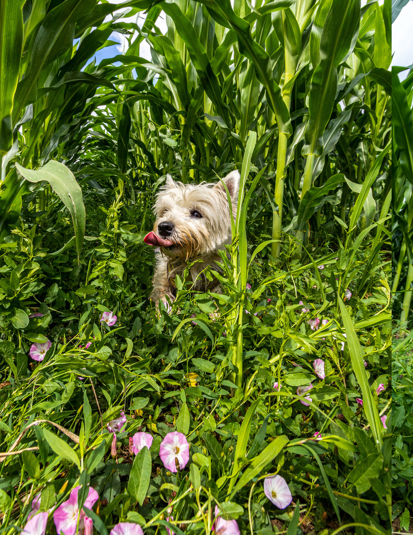 WestHighlandTerrier--20210711