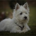 Westhighlandterrier