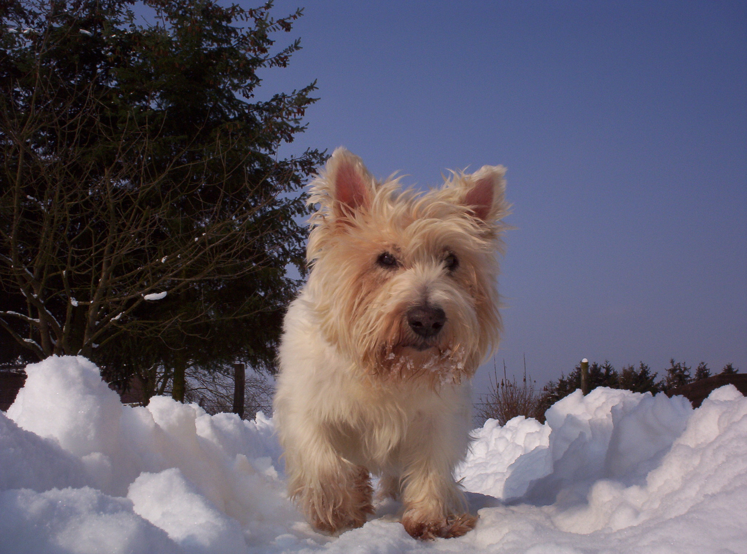 Westi (Toni) im Schnee