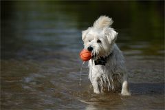 WestiBesuch