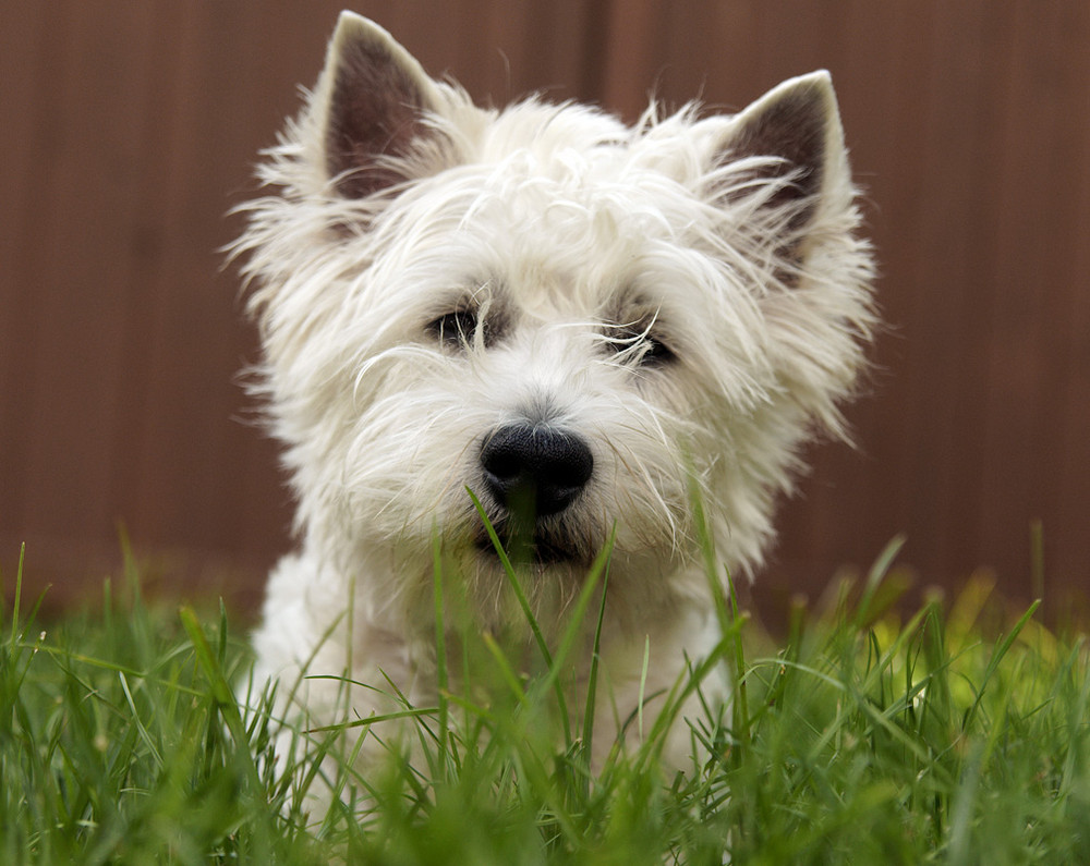 Westie