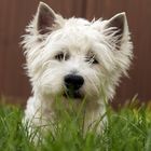 Westie