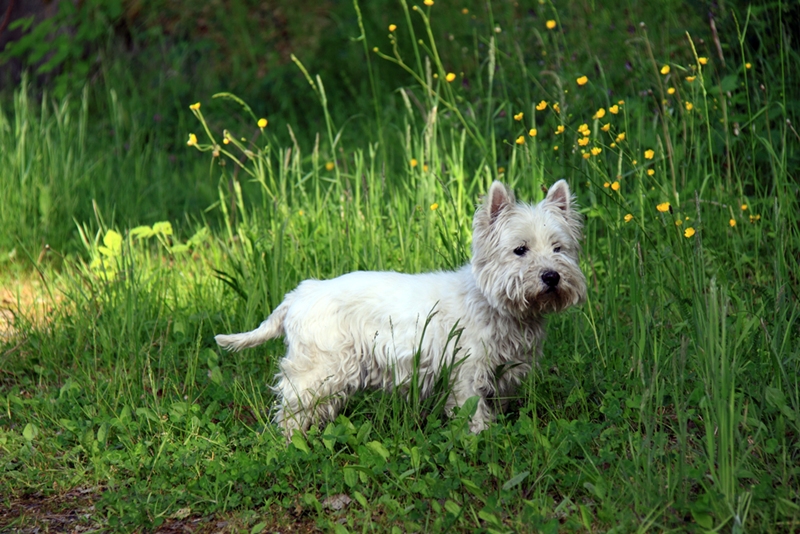 Westie