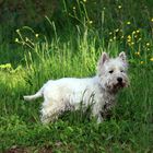 Westie