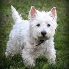 Westie