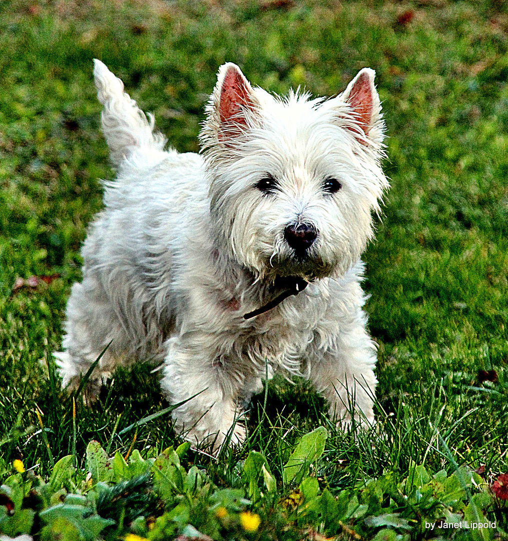 Westie