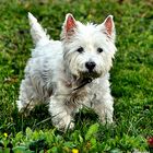 Westie