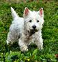 Westie von Janet1 