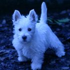 Westie