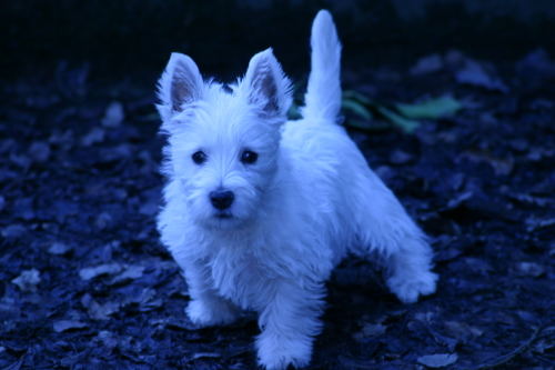 Westie