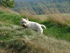 Westie Earl Linus