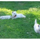 Westie Family