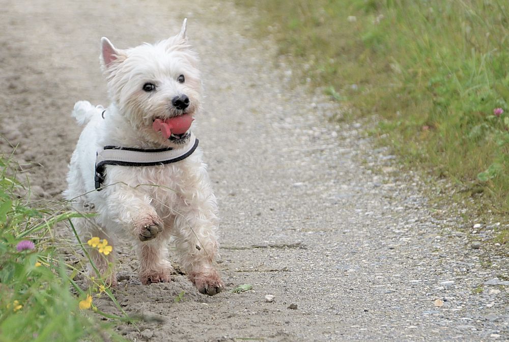 Westie Gipsy freut sich des Lebens und...