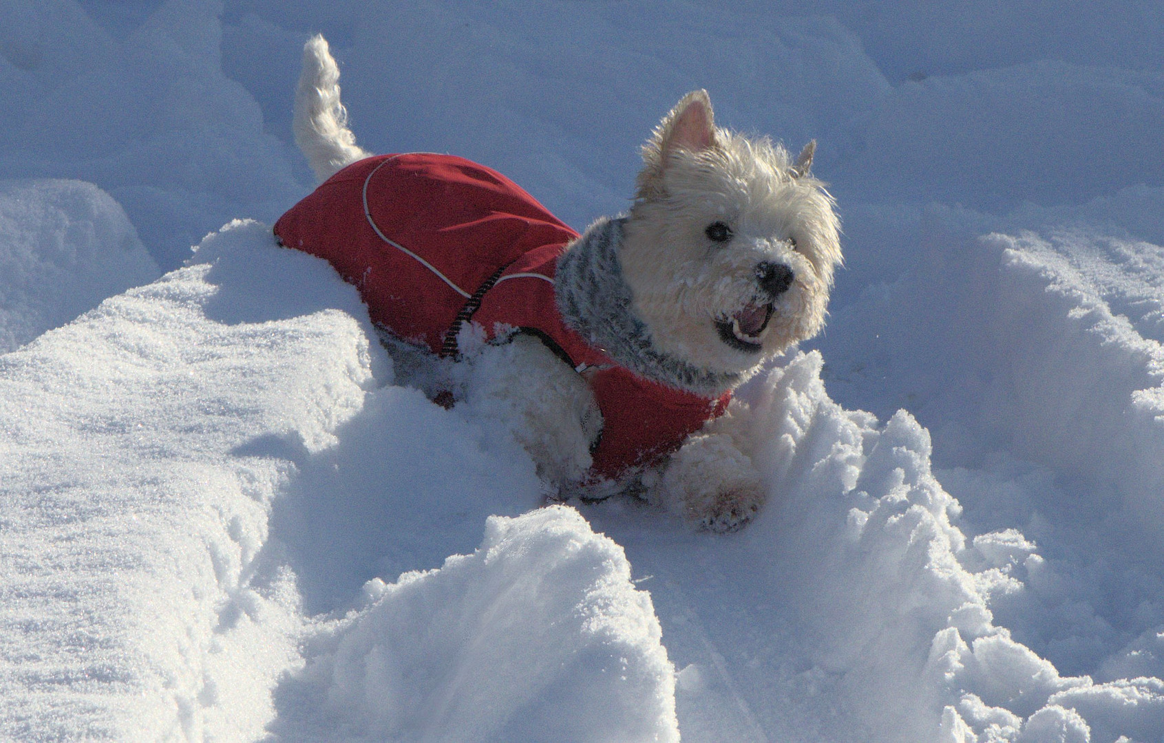 Westie Gipsy in seinem Element