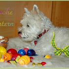 Westie Gipsy liebt Ostereier 