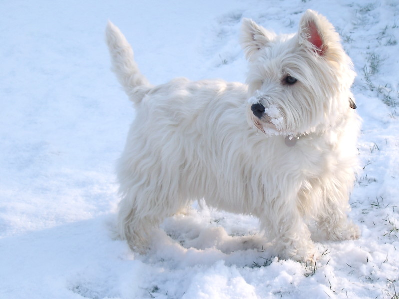 Westie im Schnee