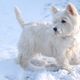 Westie im Schnee