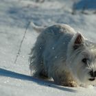 Westie im Winter