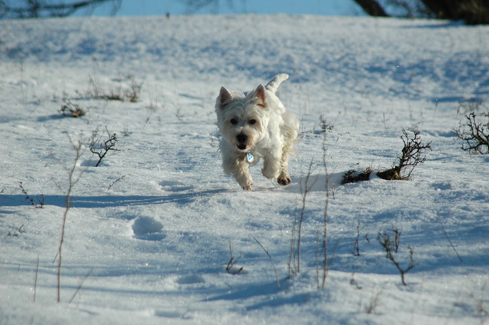 Westie im Winter II