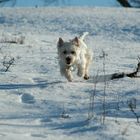 Westie im Winter II