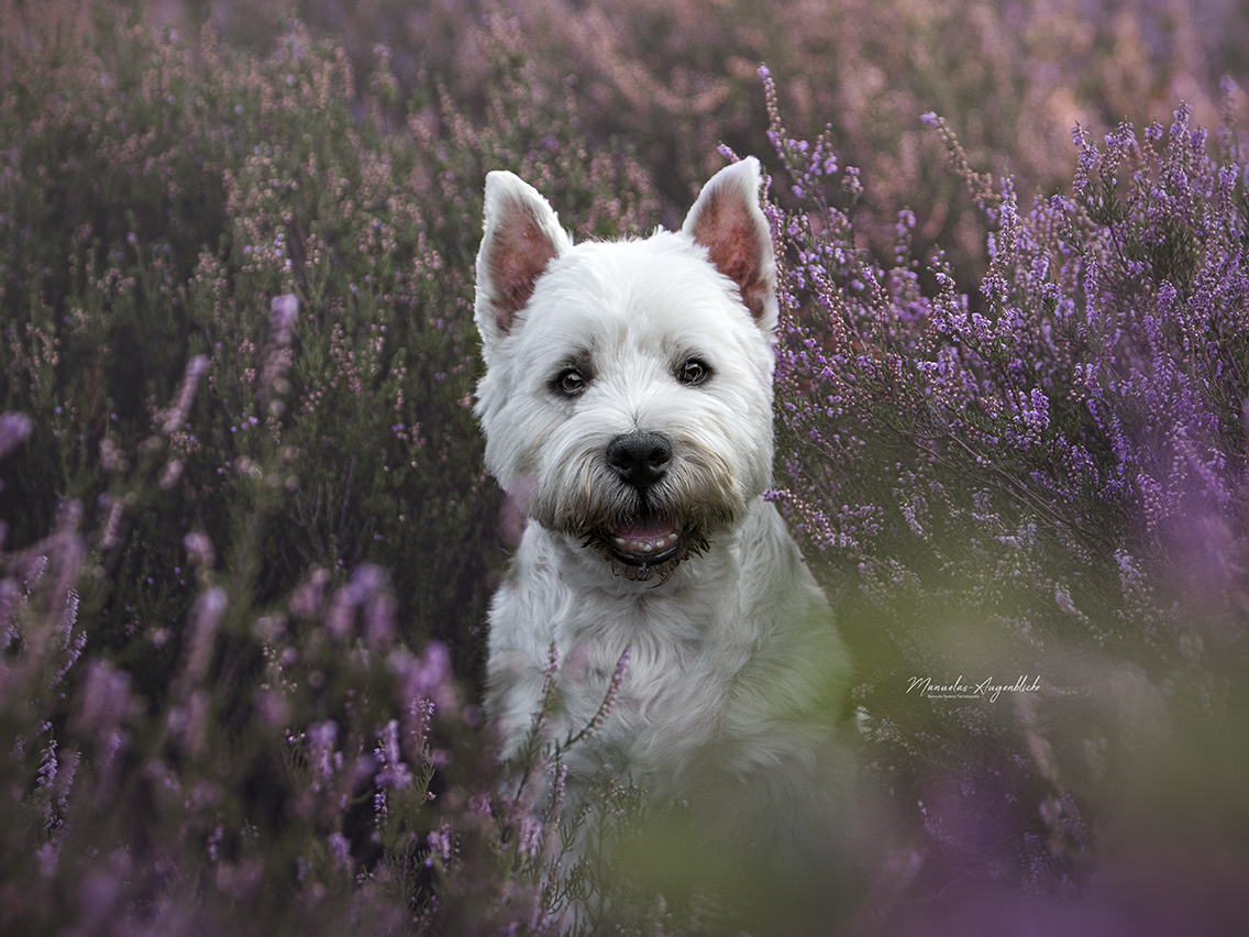 Westie in der Heide 