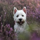 Westie in der Heide 