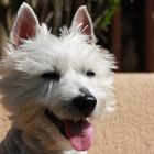 Westie in der Sonne