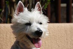 Westie in der Sonne