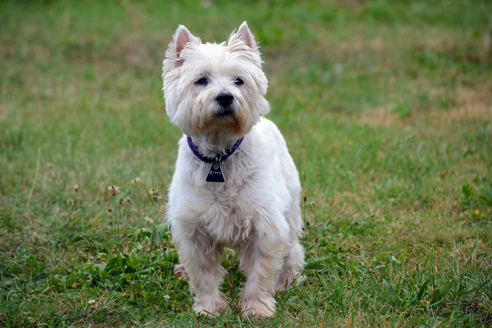 Westie Kitty