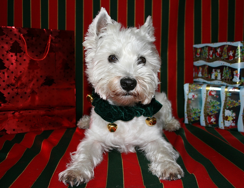 Westie Weihnachten