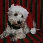 Westie Weihnachten II