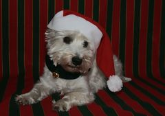 Westie Weihnachten II