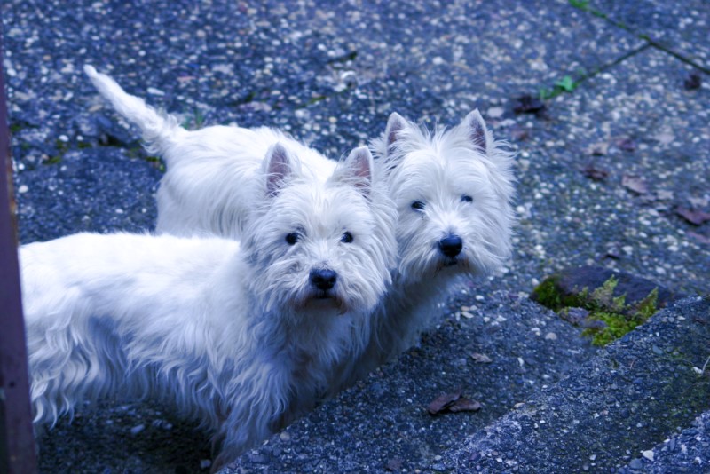 Westies