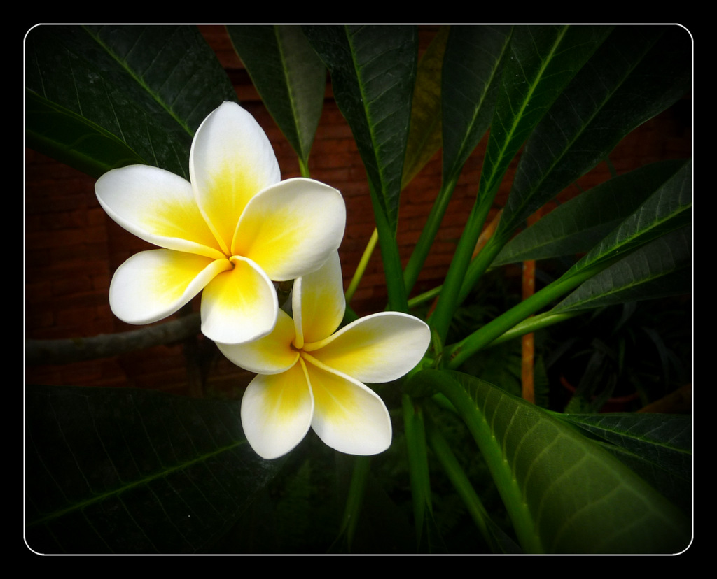 Westindische Frangipani