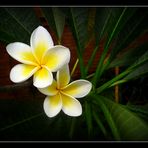 Westindische Frangipani