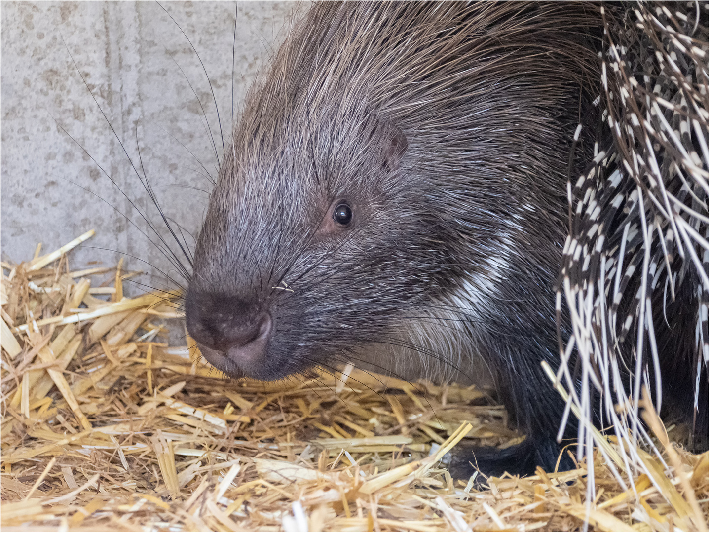 Westindisches Weißschwanz-Stachelschwein