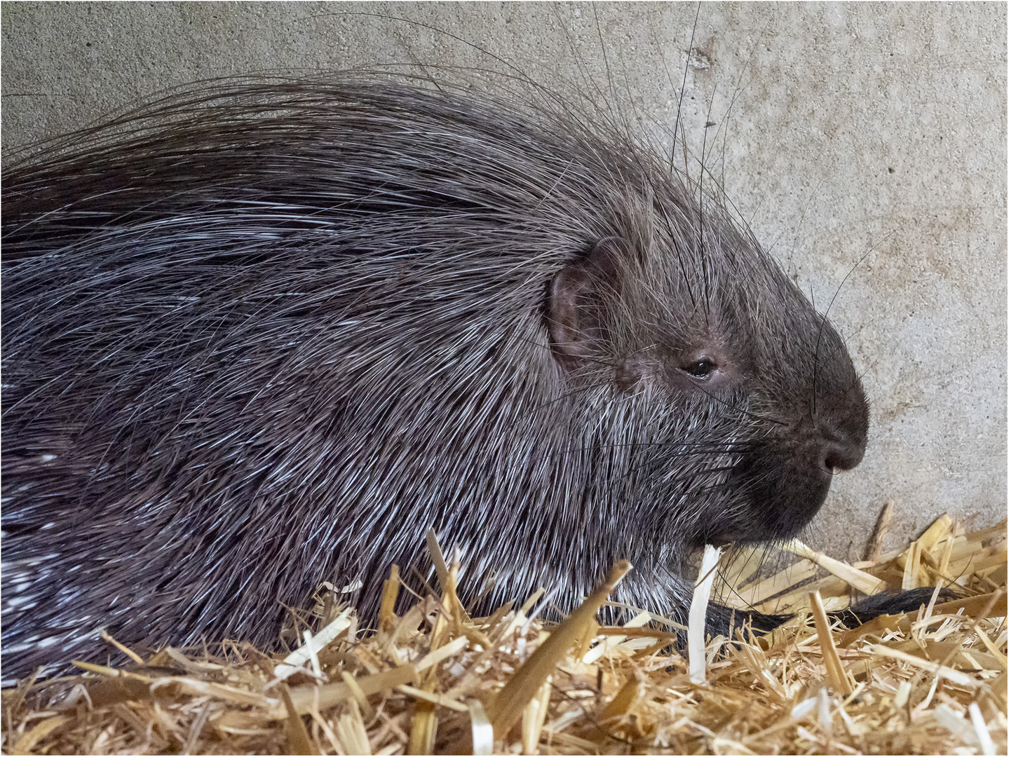 Westindisches Weißschwanz-Stachelschwein