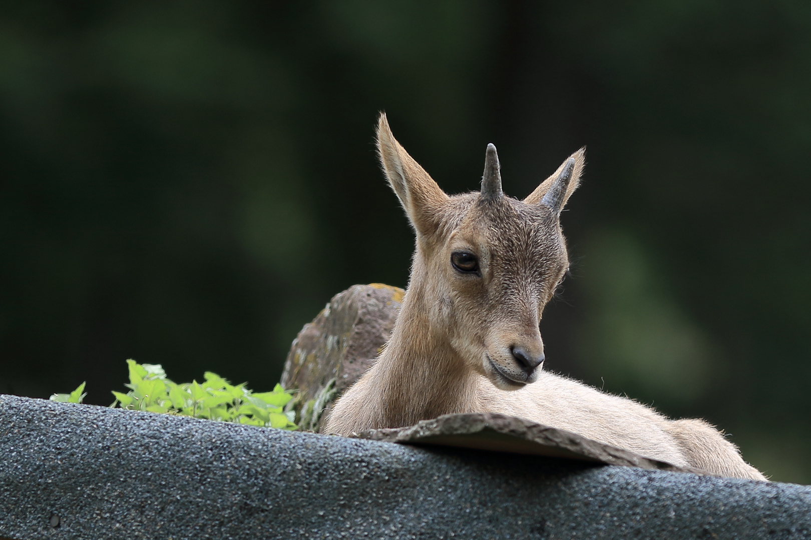 Westkaukasischer Steinbock