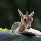 Westkaukasischer Steinbock