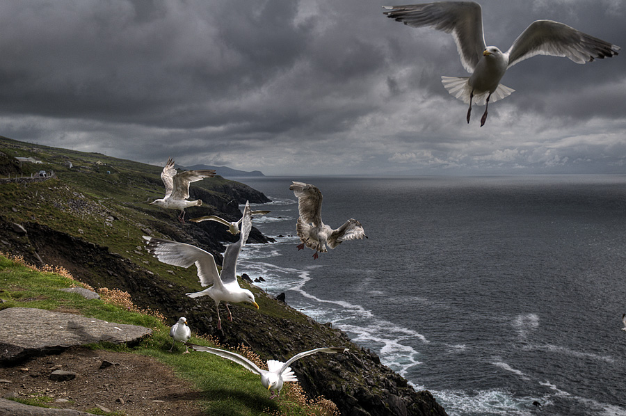 Westküste Irland Dingle Halbinsel