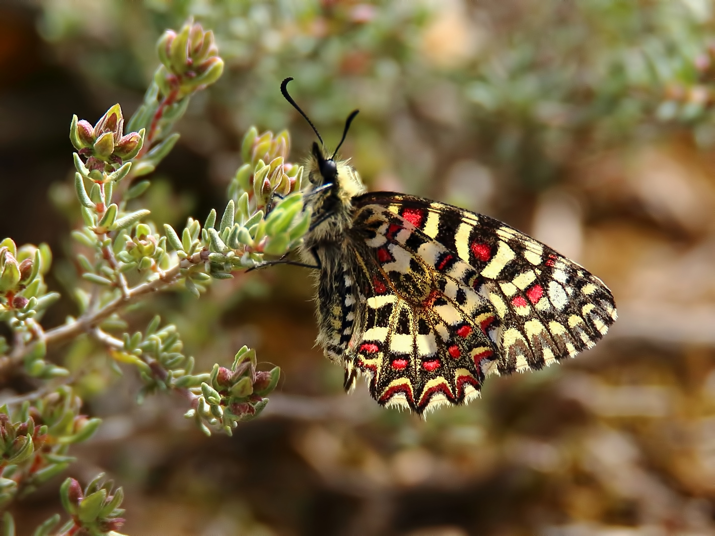 Westl. Osterluzeifalter