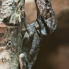 Westliche Bartagame - fotografiert in der Neu-Ulmer Reptiliensammlung