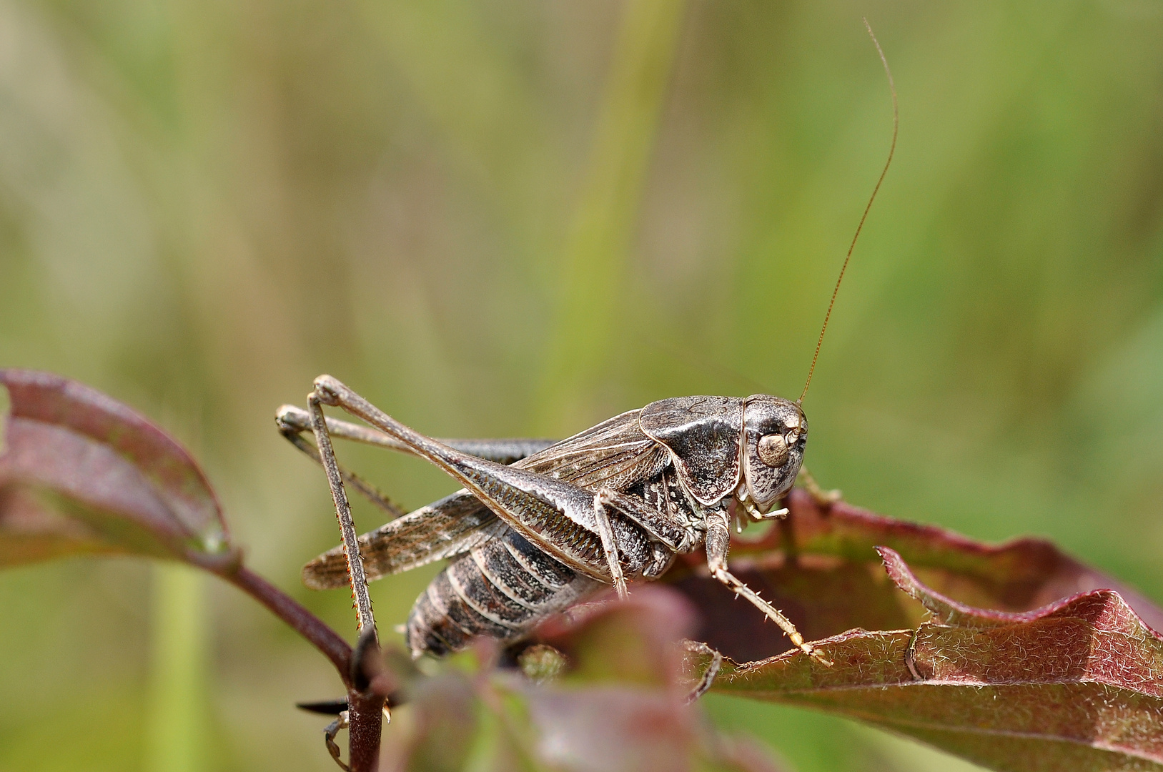 Westliche Beißschrecke (Platycleis albopunctata)