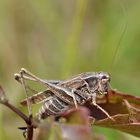 Westliche Beißschrecke (Platycleis albopunctata)