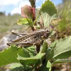 Westliche Beißschrecke (Platycleis albopunctata)