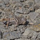 Westliche Beißschrecke (Platycleis albopunctata), Weibchen