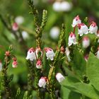 Westliche Bergheide, Western Mountain Heather (Cassiope mertensiana)...