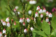 Westliche Bergheide, Western Mountain Heather (Cassiope mertensiana)...