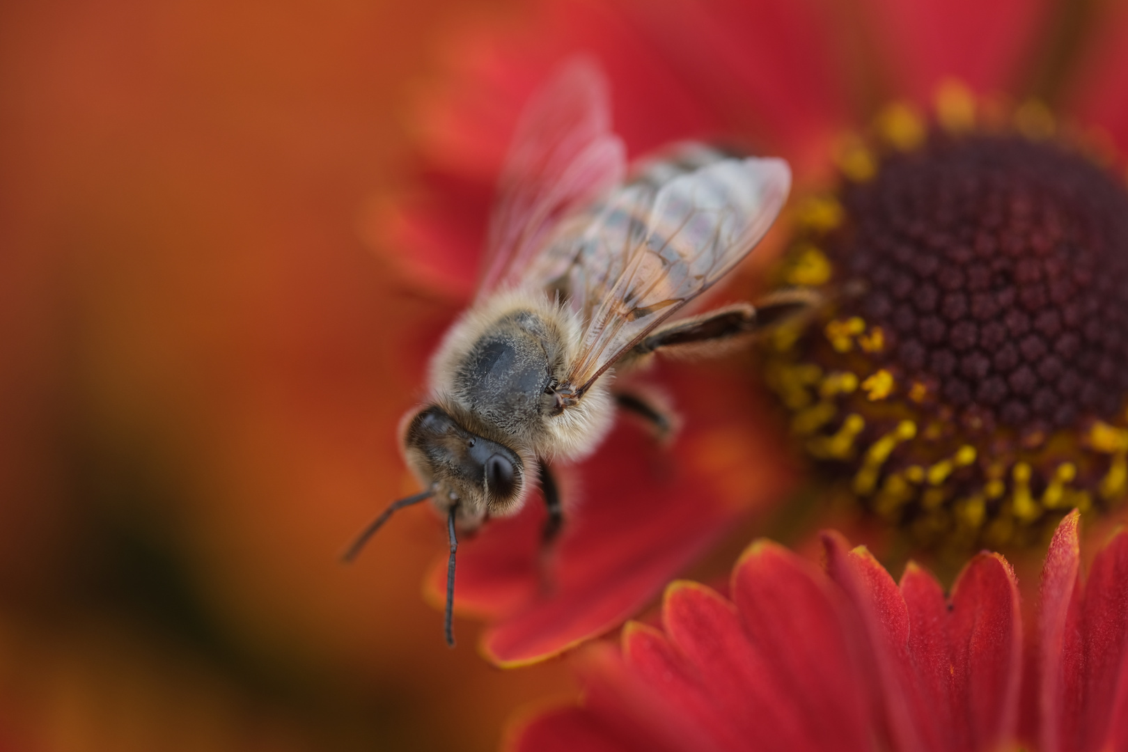 Westliche Biene (Apis mellifera) auf Sonnenbraut (Helenium)